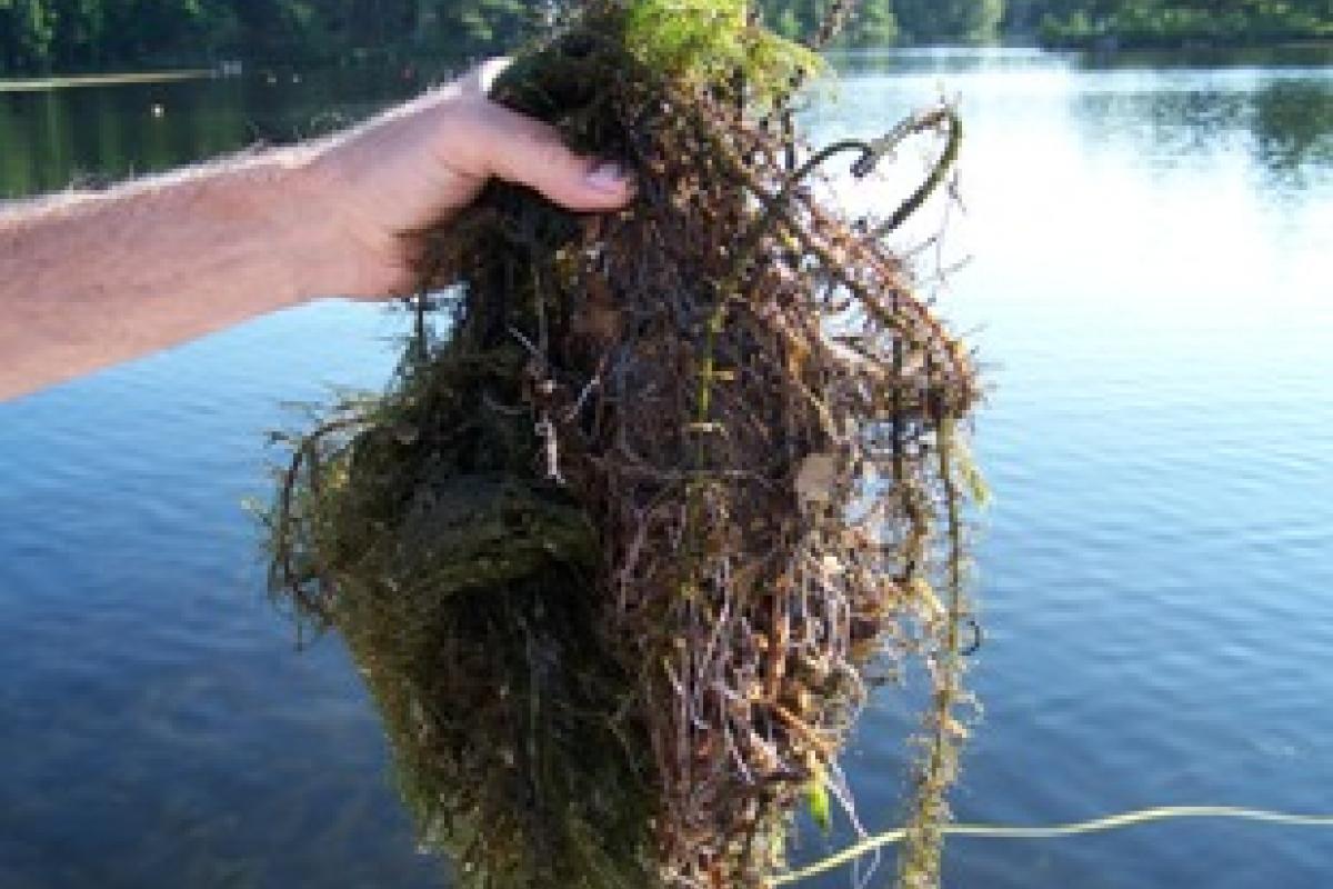 Milfoil Roots